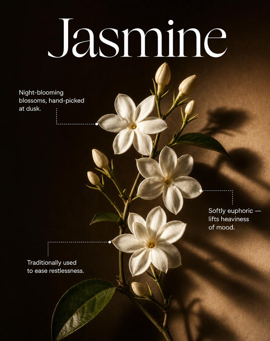 Jasmine — Jasminum sambac