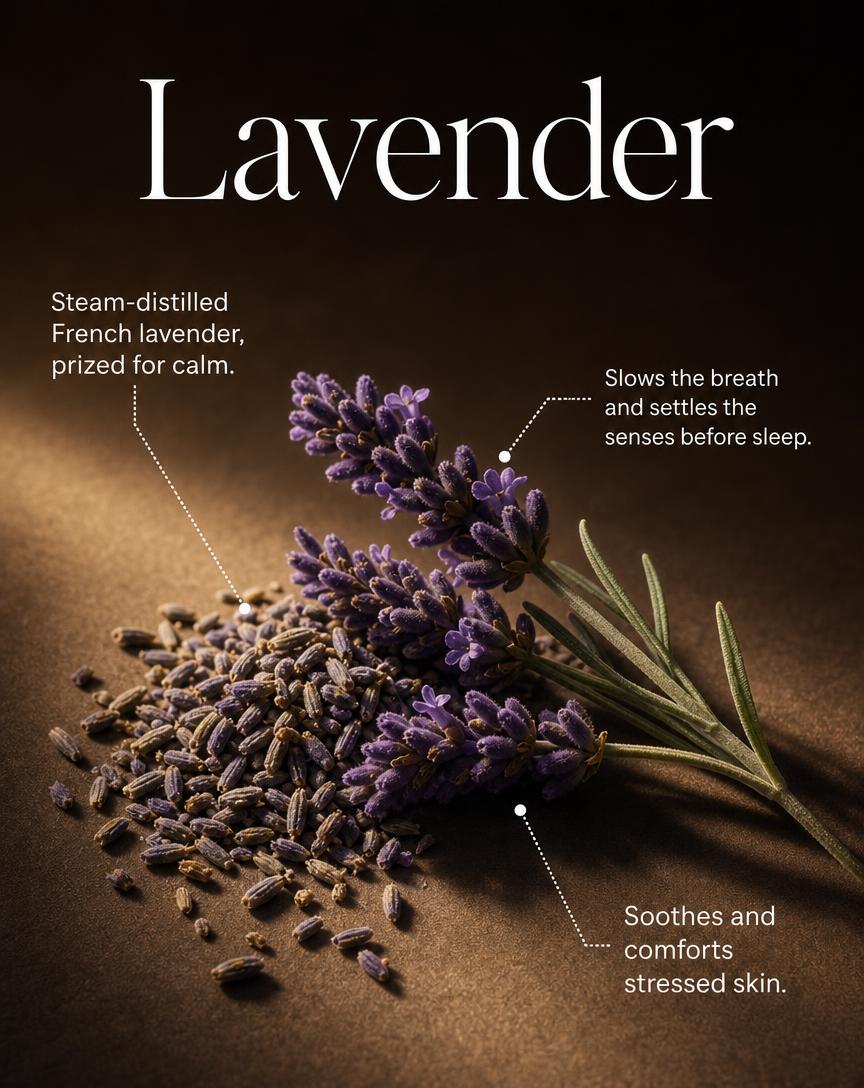 Lavender — Lavandula angustifolia